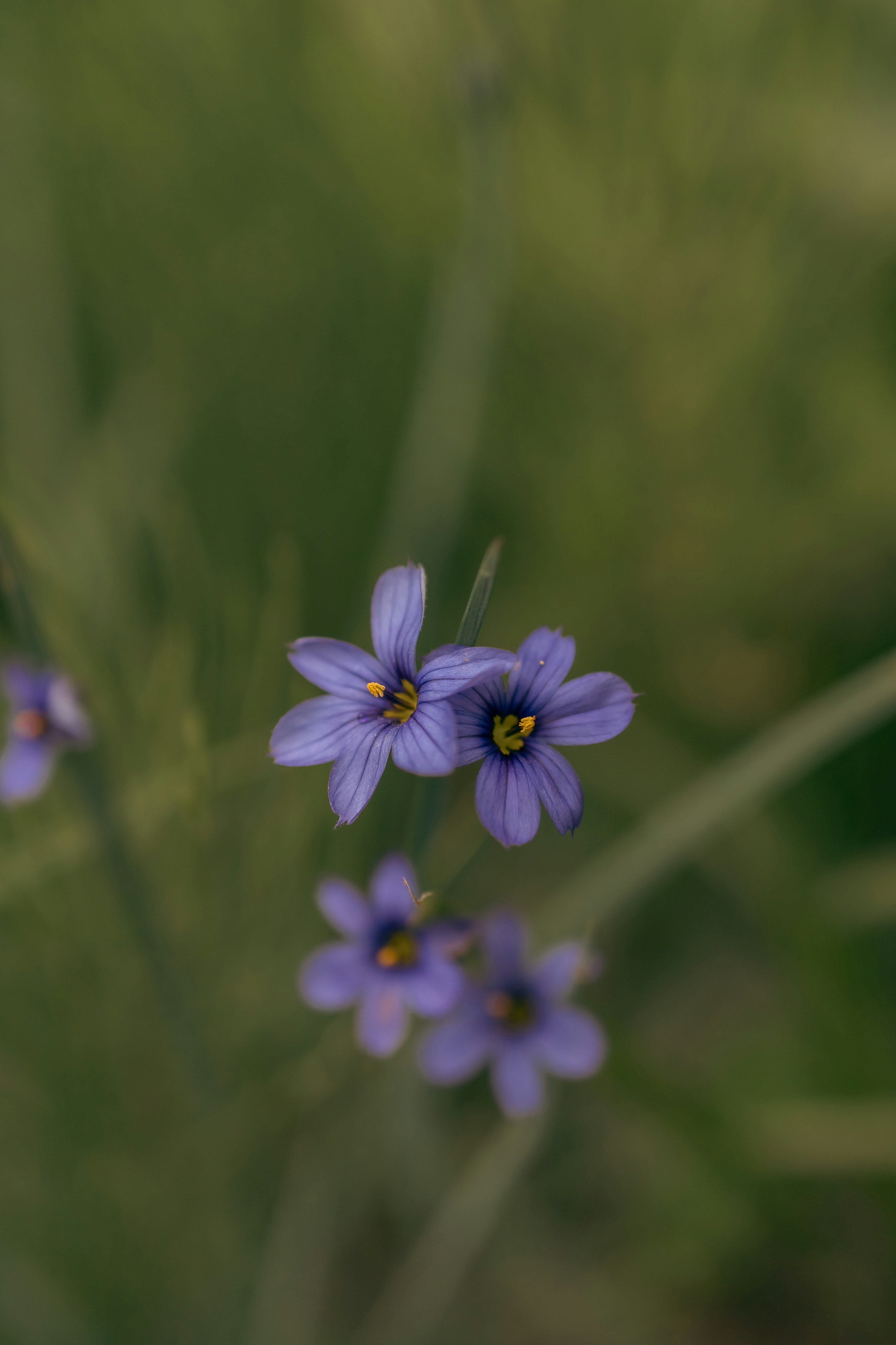 a group of blue flowers sitting on top of a lush green field