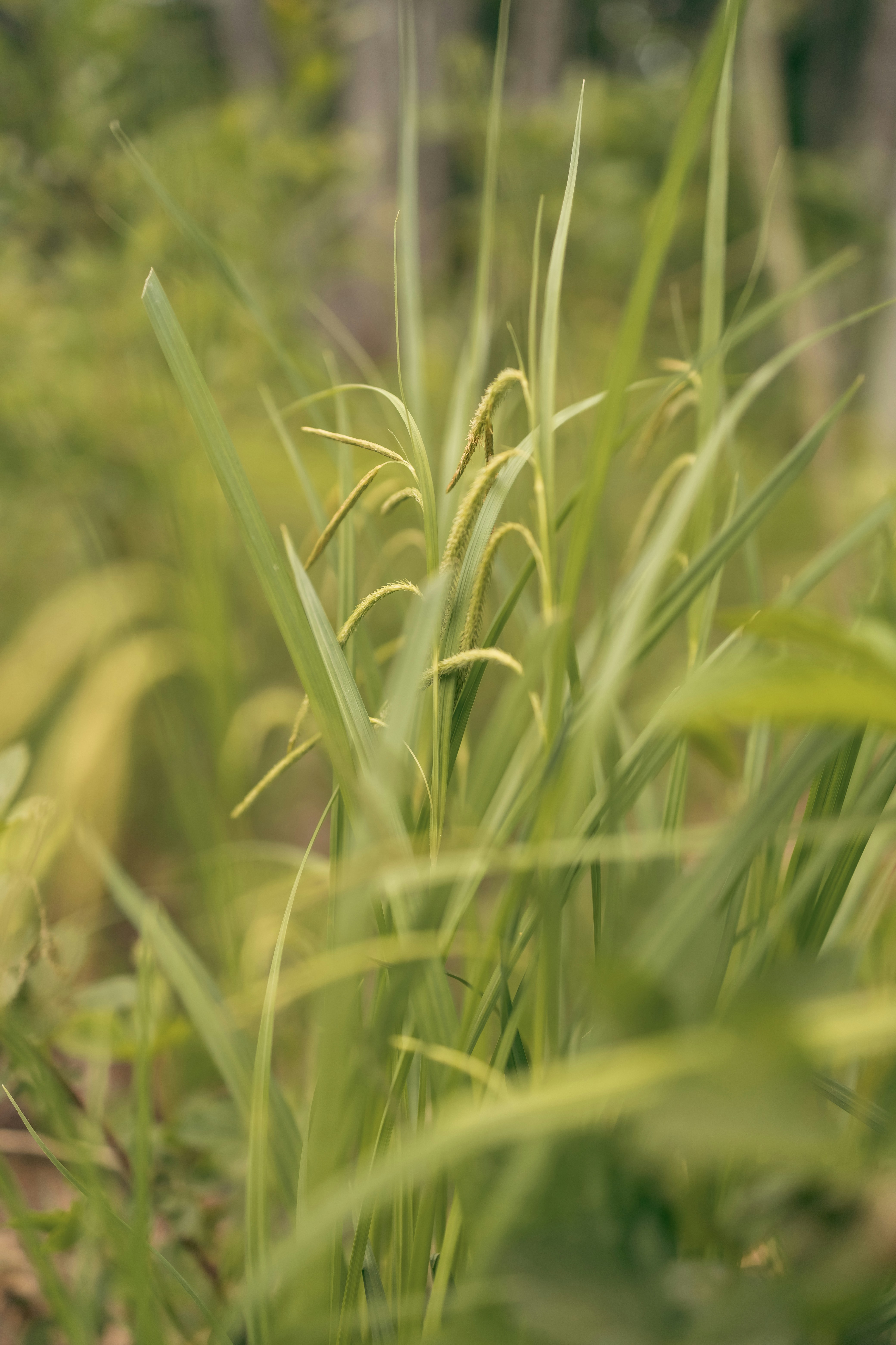 a close up of a plant in a field