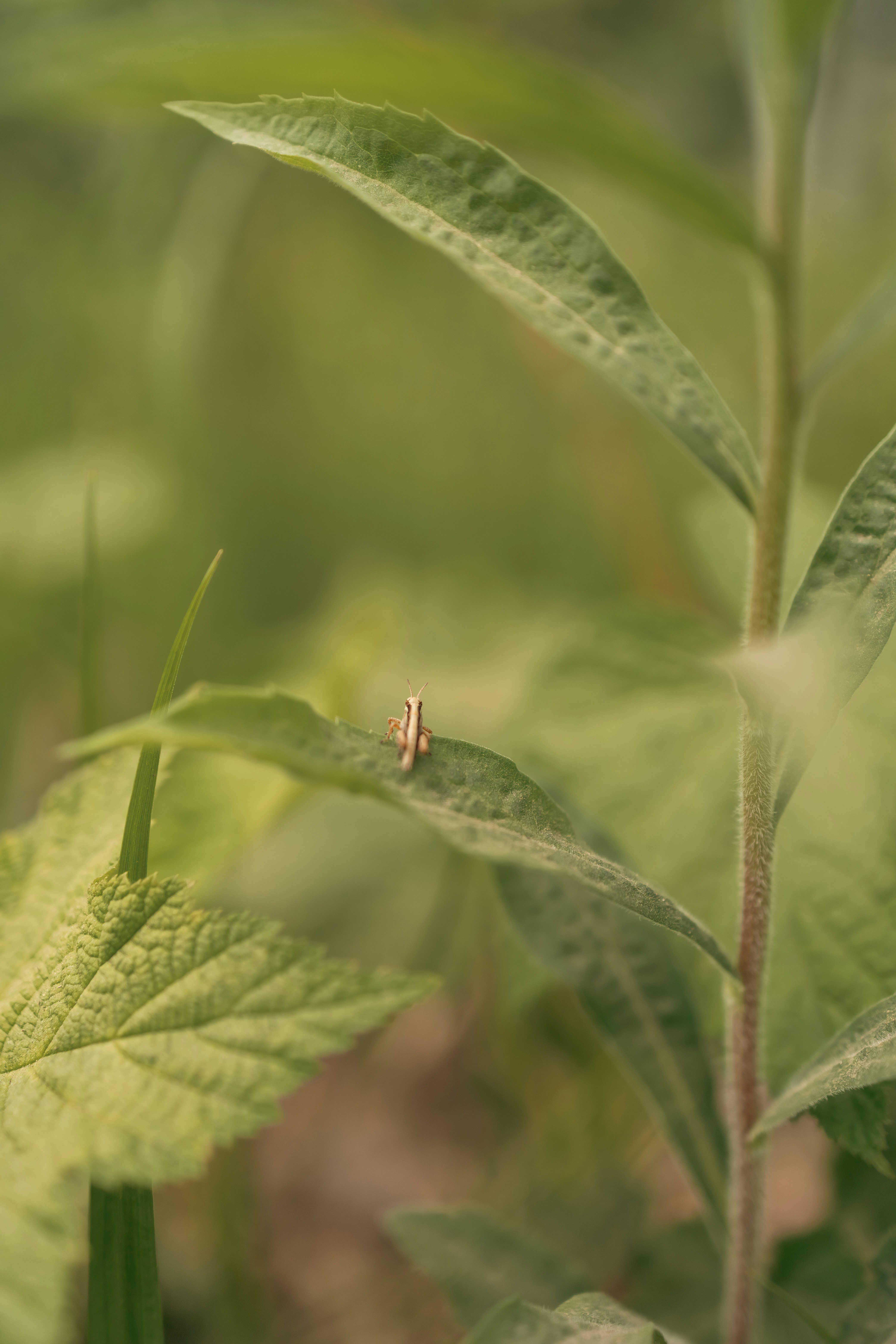 a bug is sitting on a green leaf
