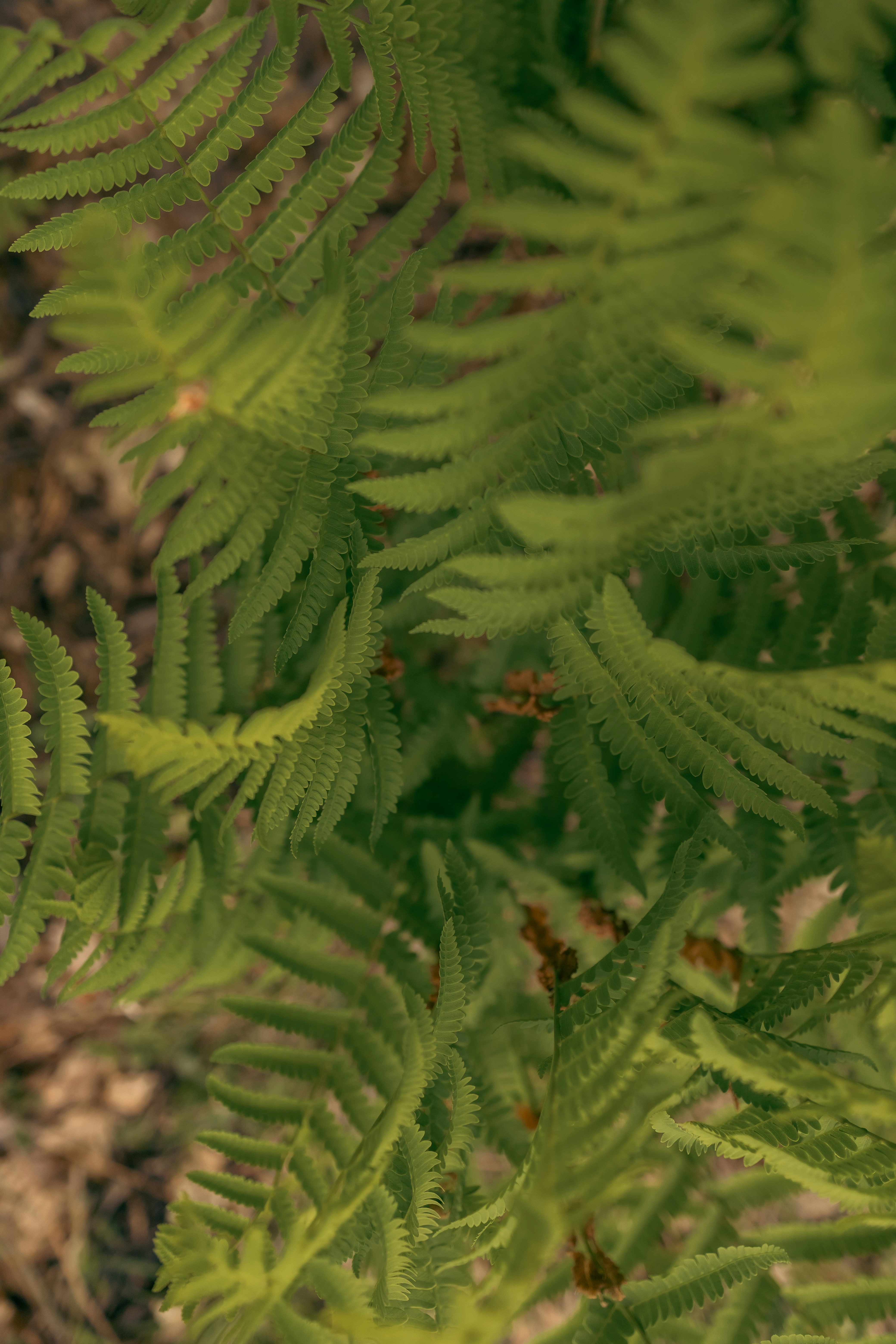 a close up of a green plant with leaves