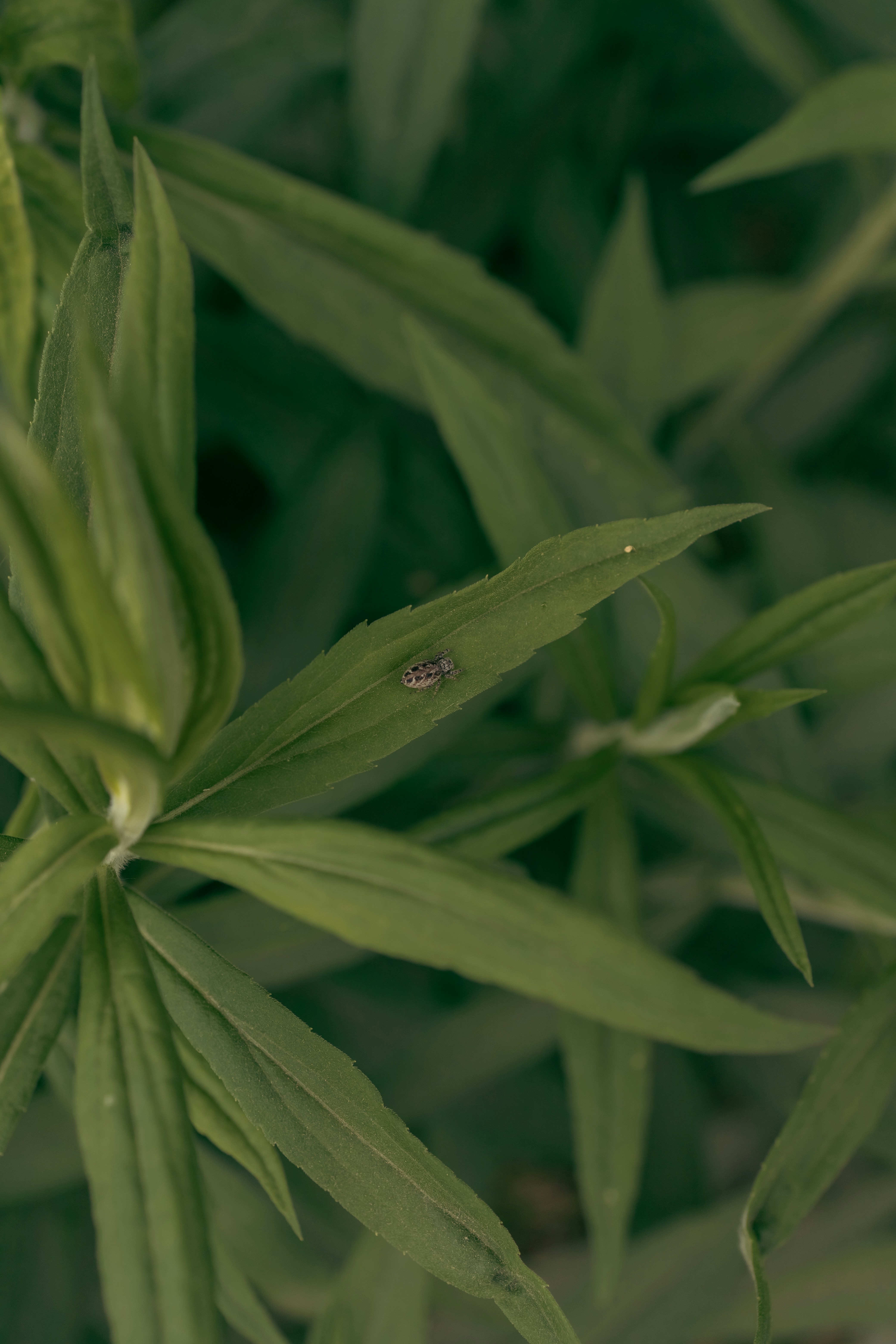a close up of a green plant with leaves