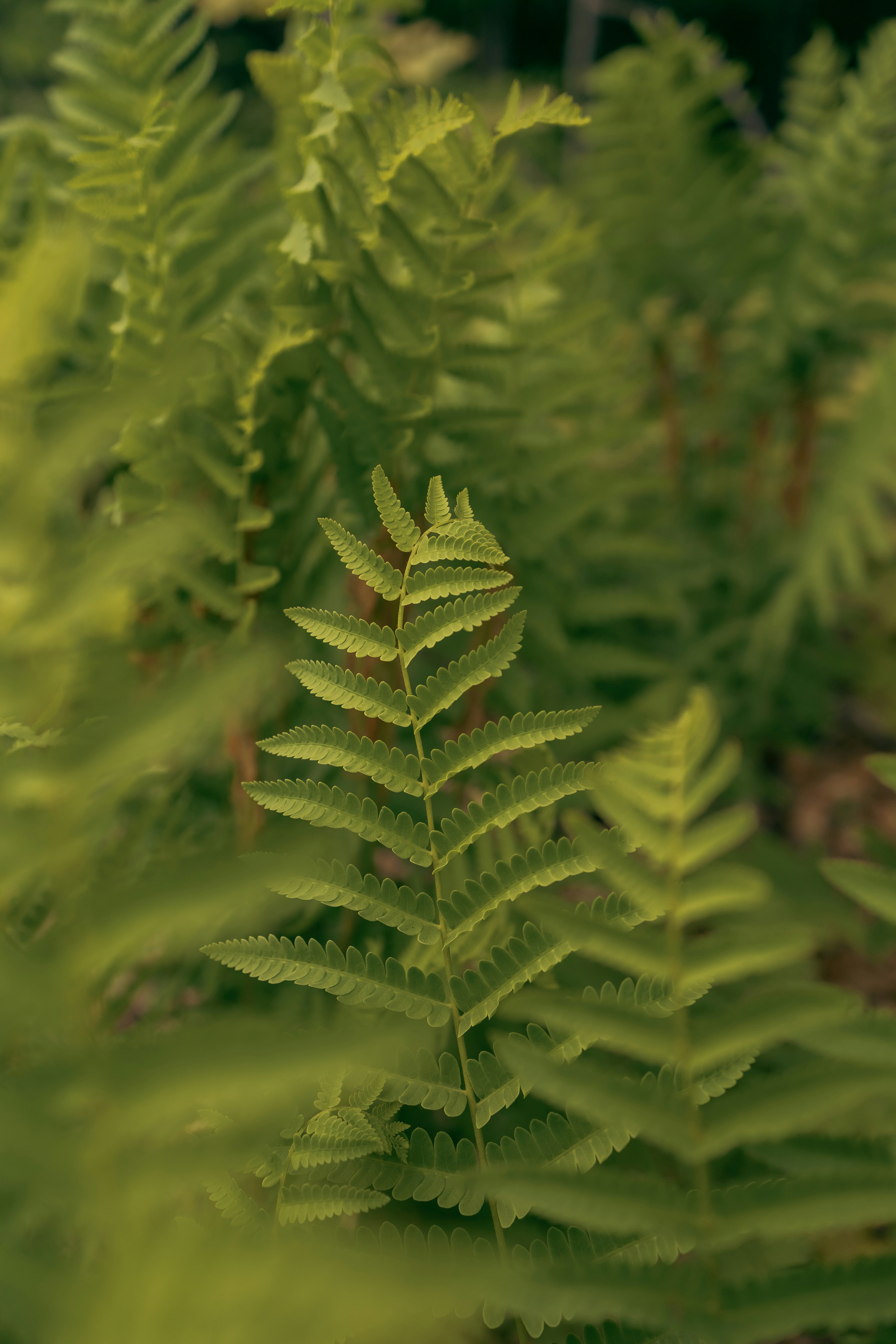 a close up of a green plant with lots of leaves