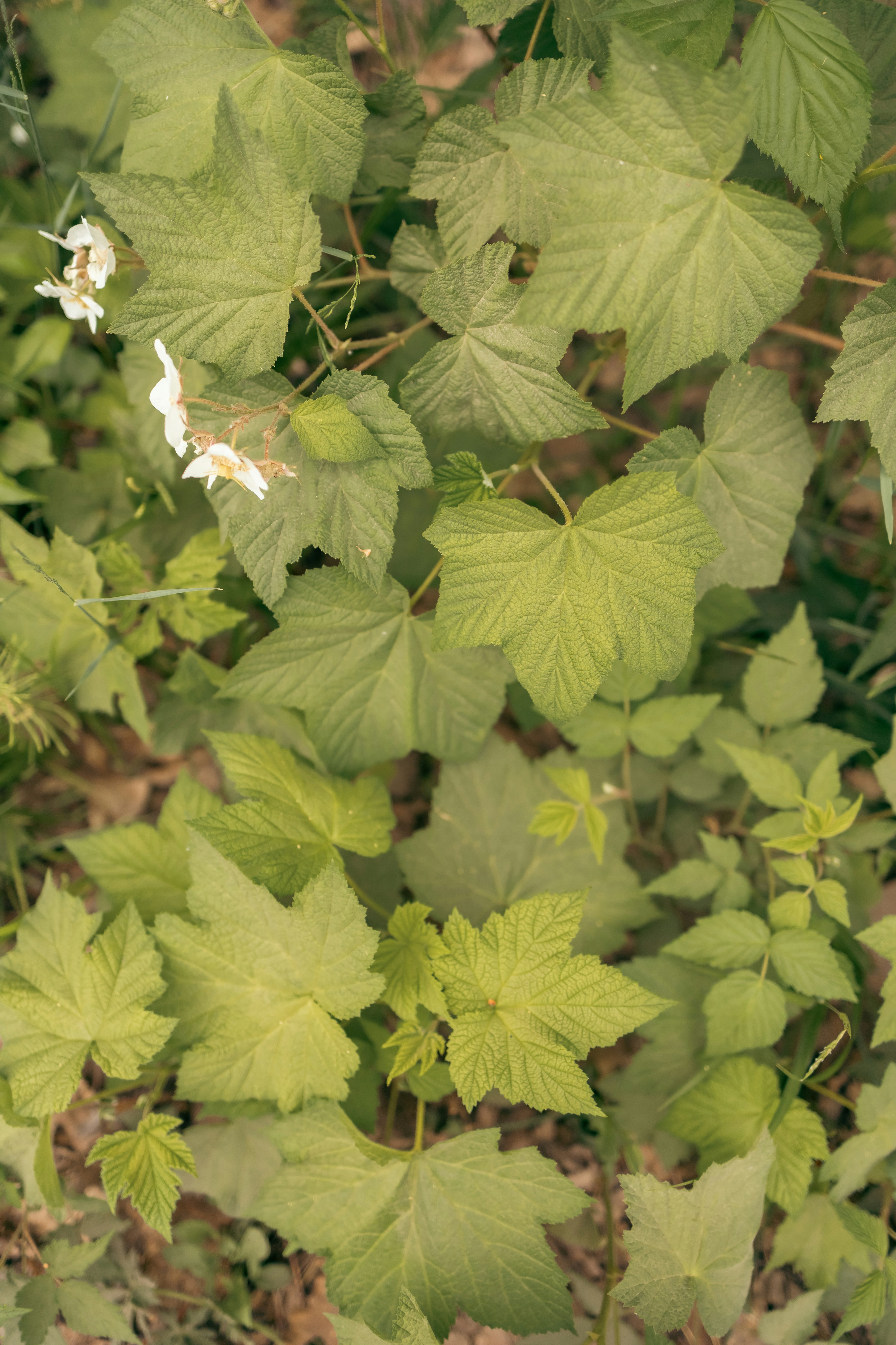 a close up of a plant with leaves and flowers