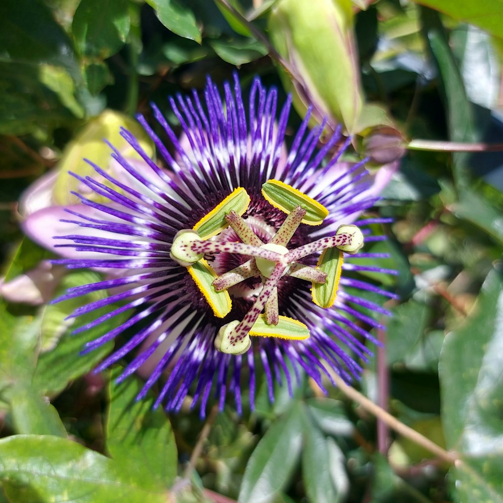 a close up of a purple flower with green leaves