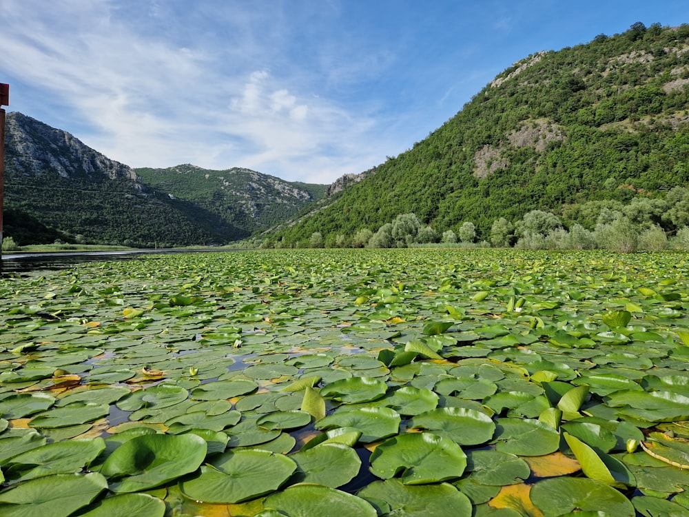 a large body of water filled with lots of lily pads