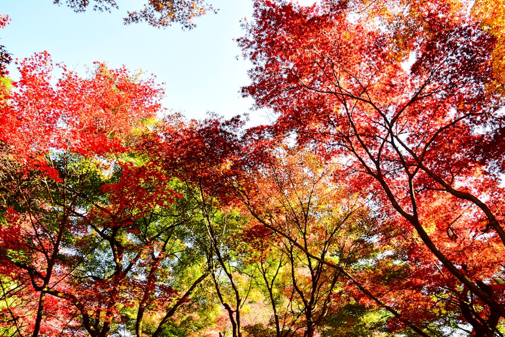 a group of trees with red and yellow leaves