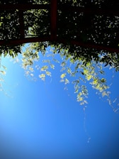 A beautiful blue overkapping (canopy) attached to a modern home under a clear sky.
