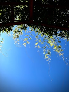 A beautiful blue overkapping (canopy) attached to a modern home under a clear sky.