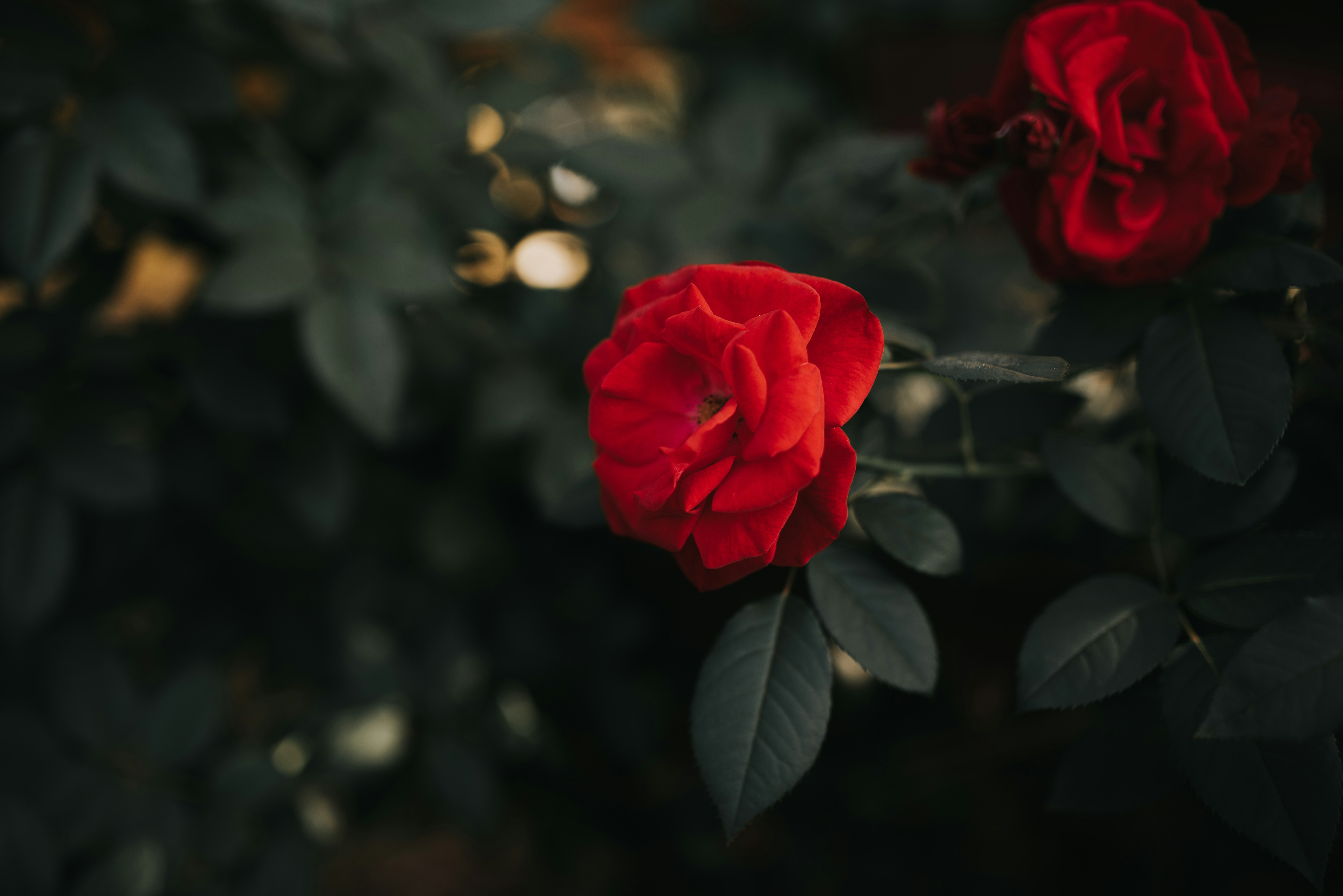 Photo by jessikaarraes