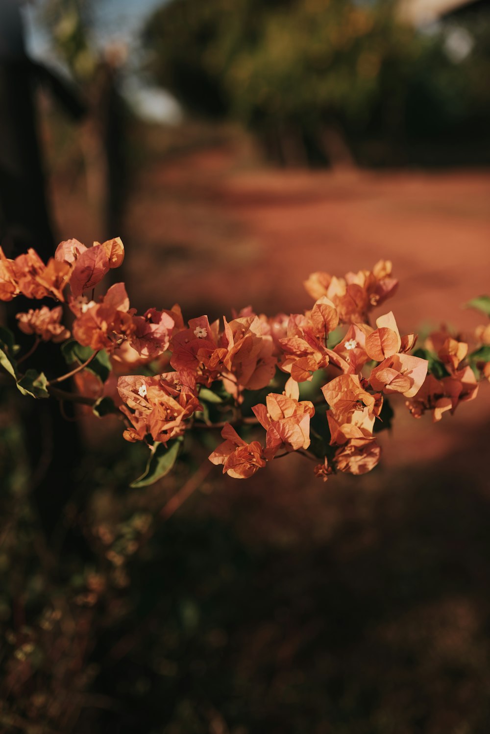 a close up of a plant with orange flowers