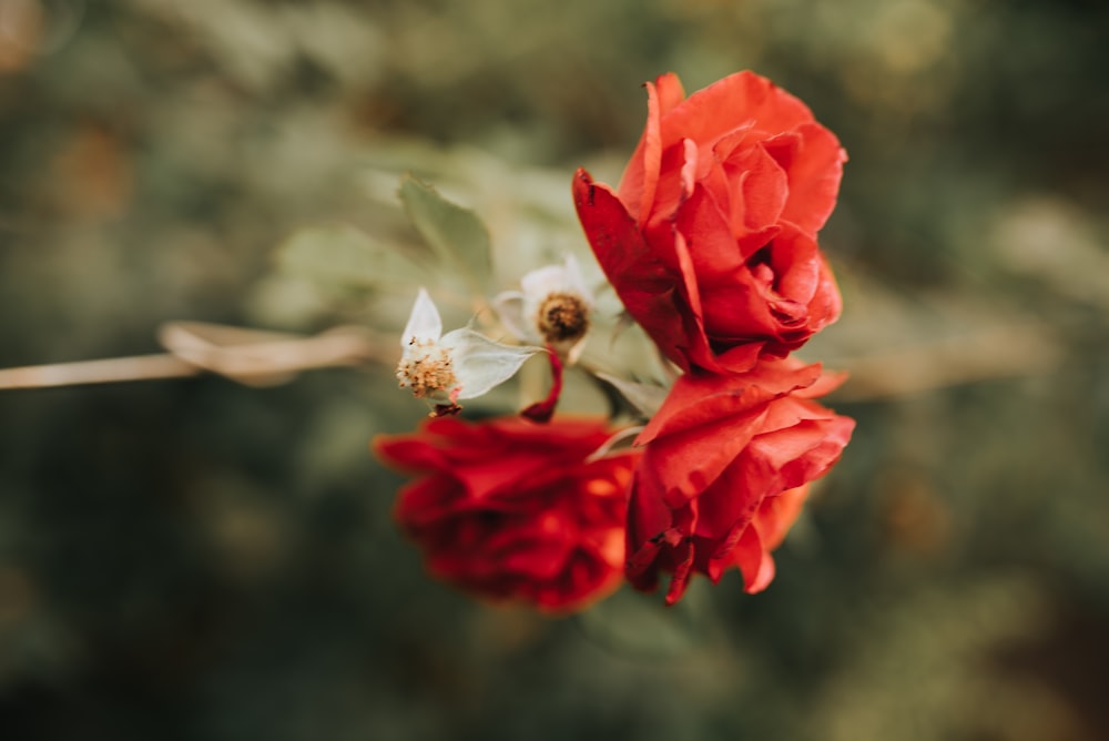 a close up of two red flowers on a twig