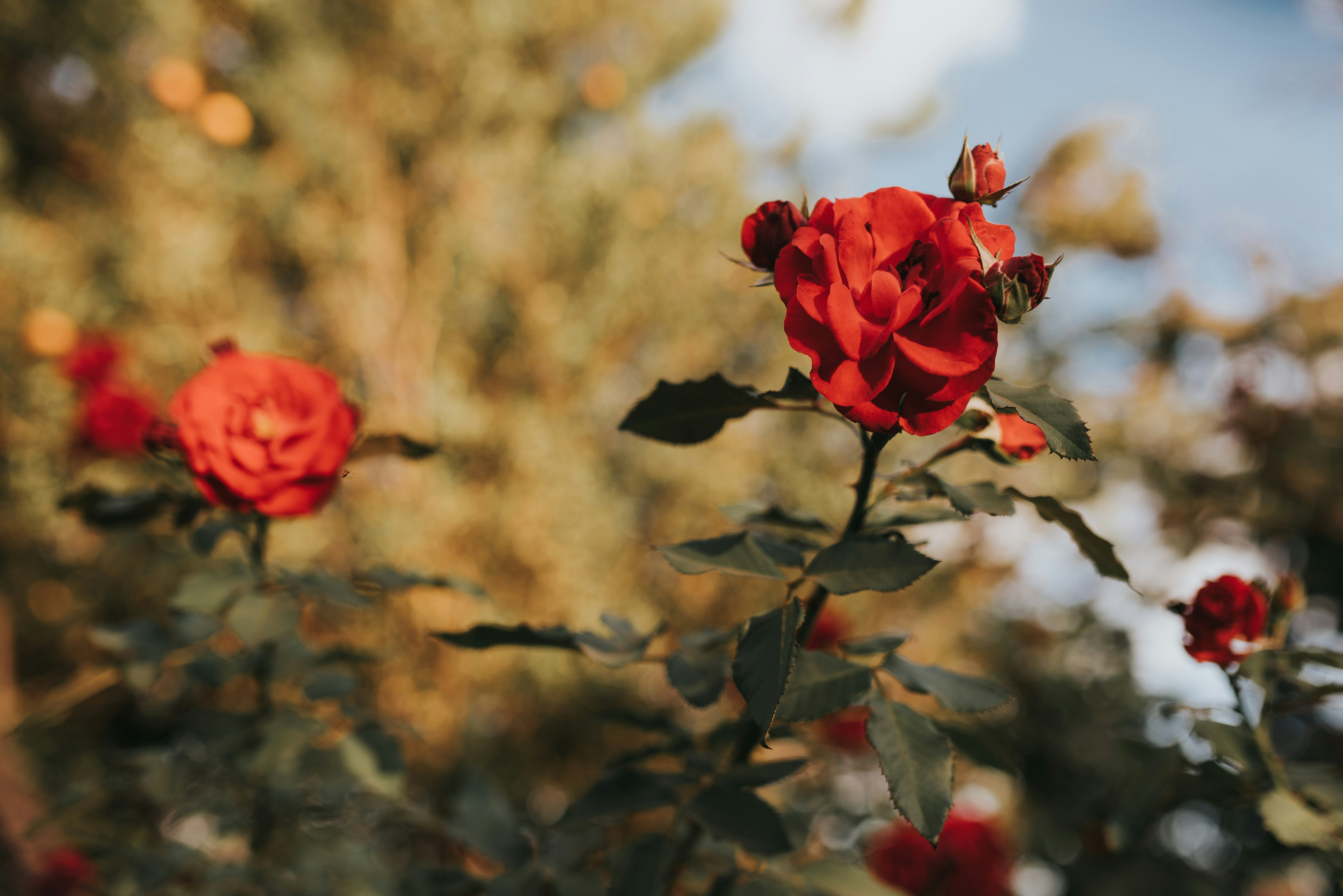 Photo by jessikaarraes