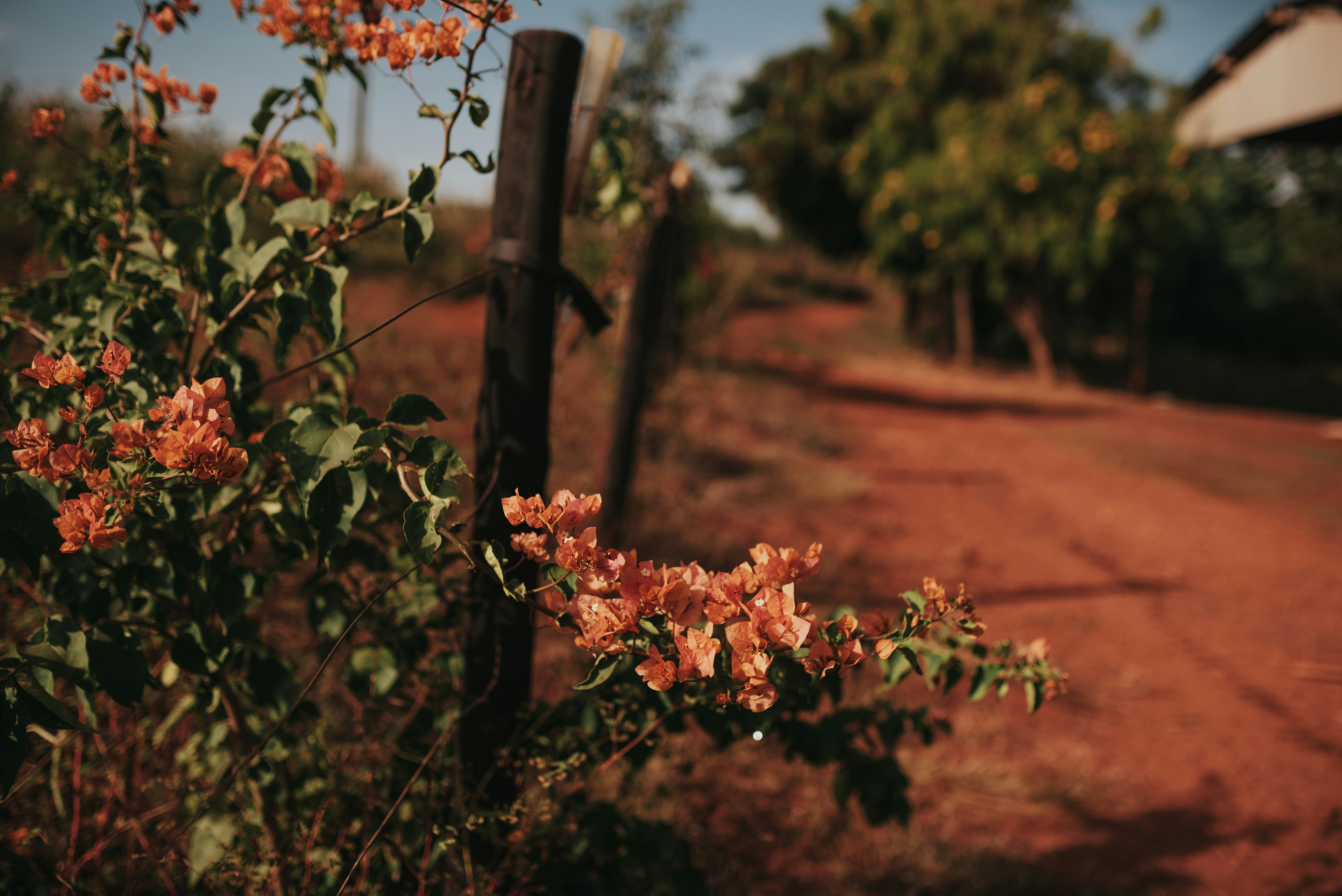 PRAÇA DO BEIJA FLOR