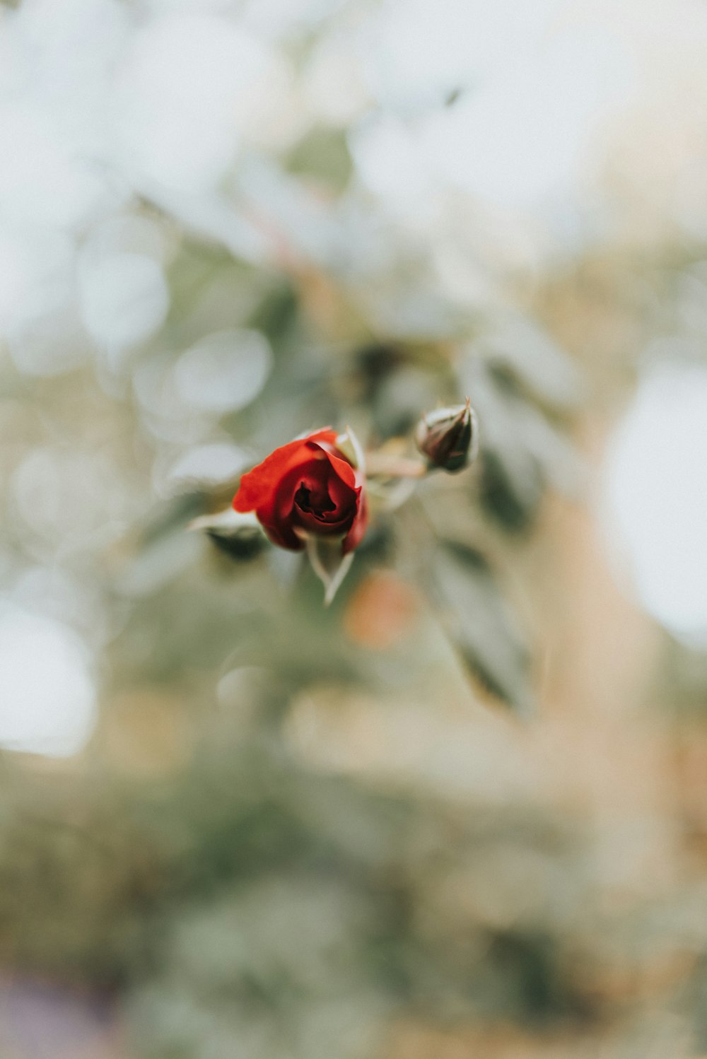 a single red rose with a blurry background