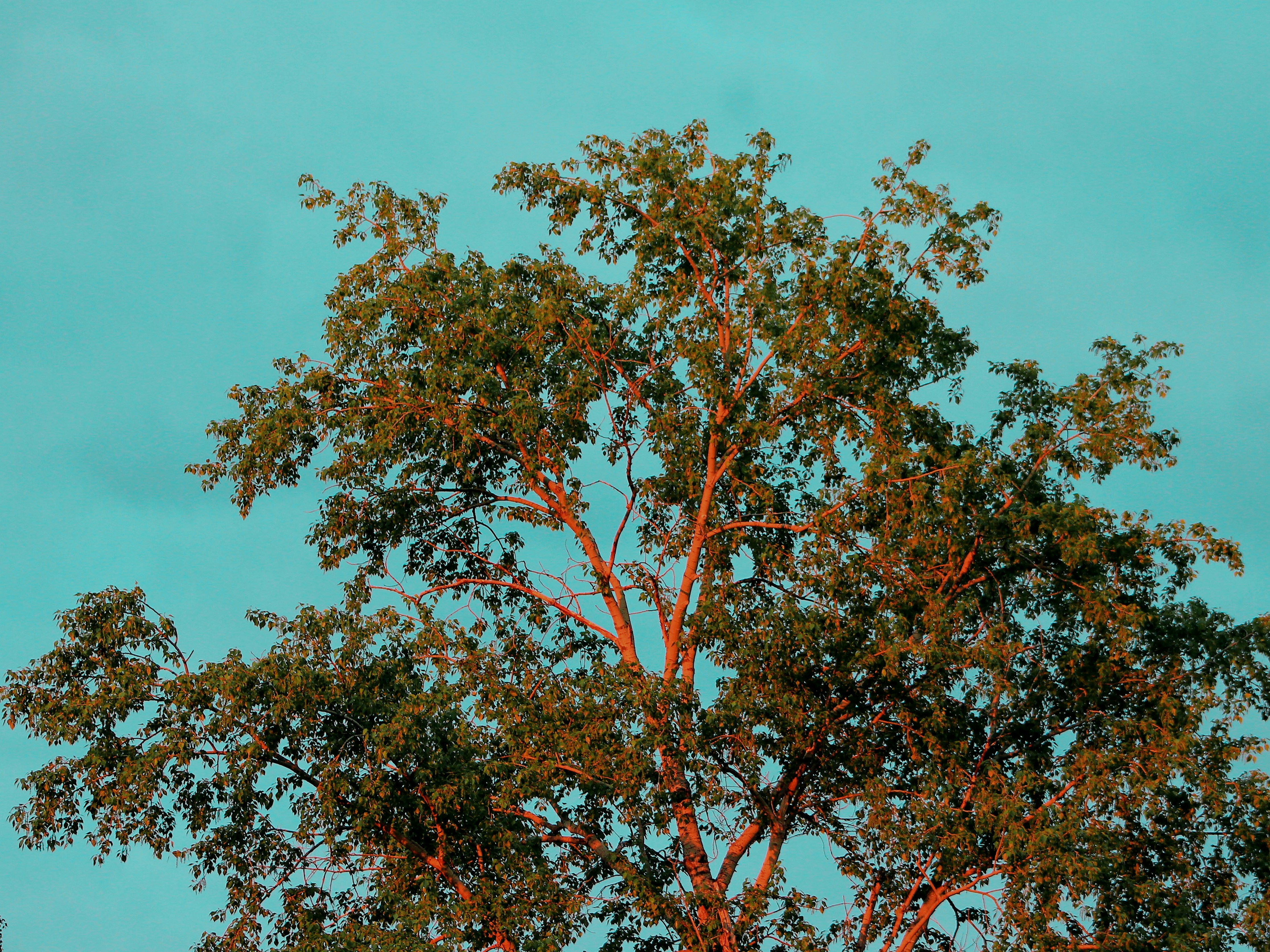 Photo by dragoncy635