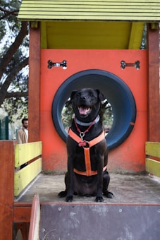A black dog wearing an orange harness sits in front of a play structure with a circular tunnel and bright colors, including red, blue, and yellow. Trees are visible in the background, and a person stands nearby, partially out of focus.