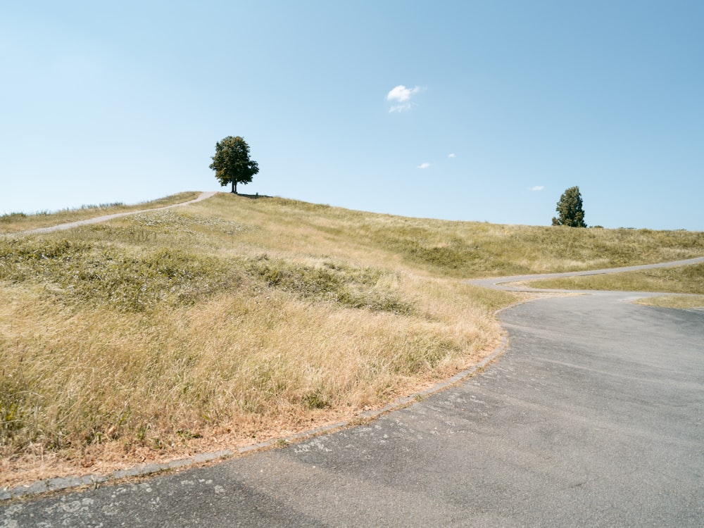 a tree sitting on top of a hill next to a road