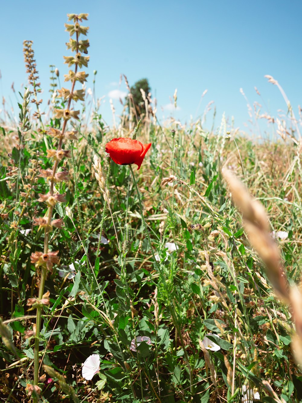 a single red flower in a field of tall grass