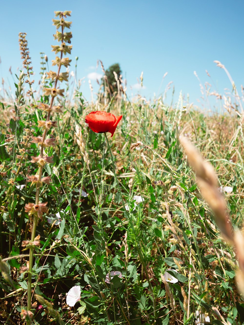 eine einzelne rote Blume in einem Feld mit hohem Gras