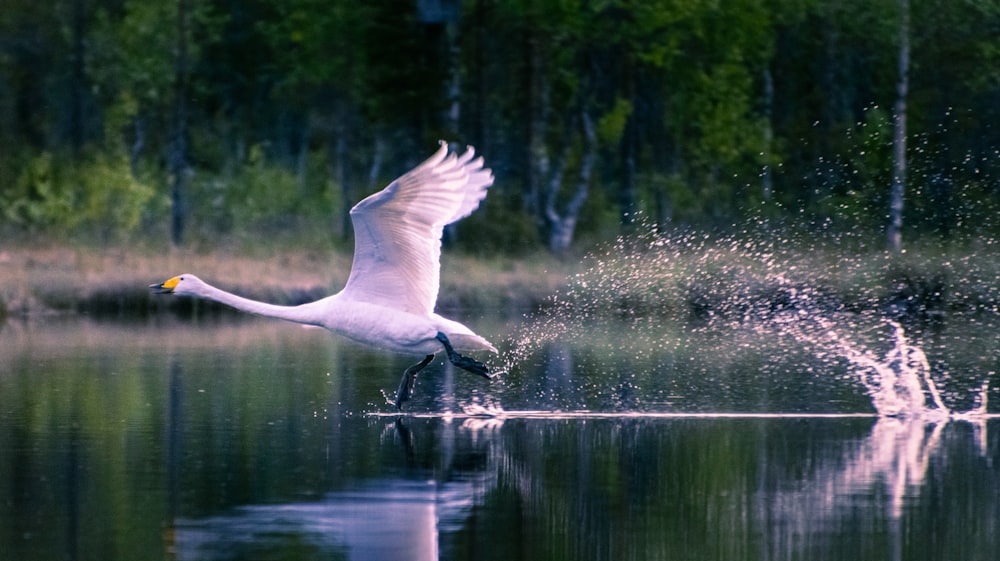 a large white bird flying over a body of water