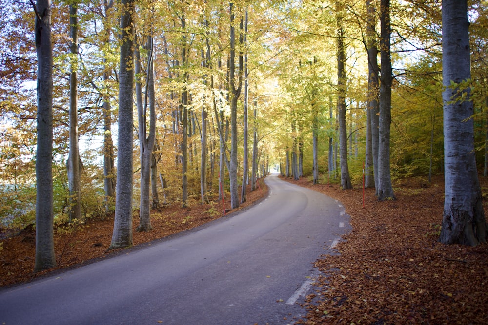 a winding road in the middle of a forest