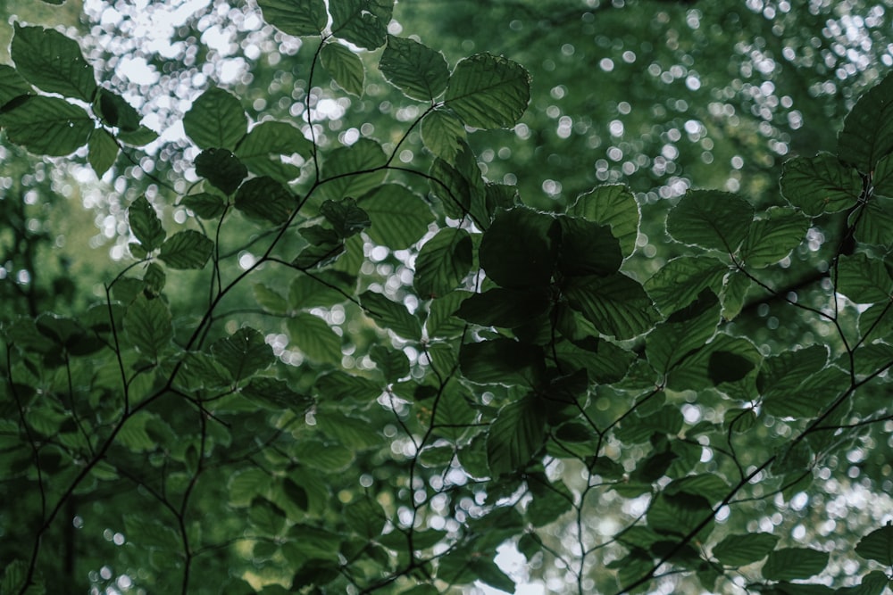 the leaves of a tree are green in the forest