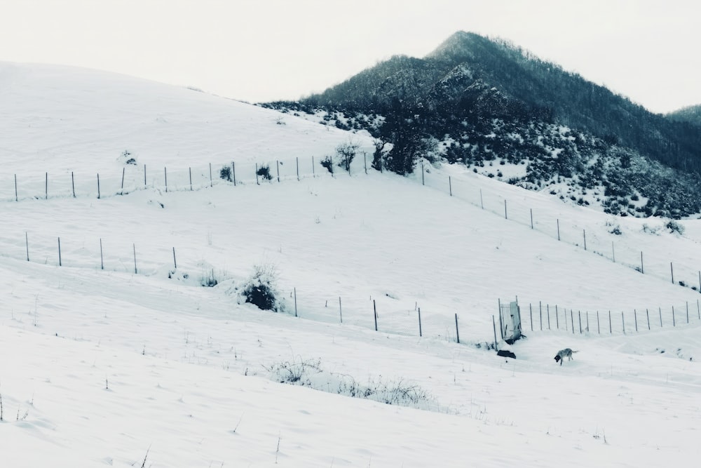 a snowy landscape with a fence and mountains in the background