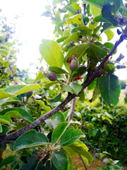 A close-up of a mature apple tree being carefully pruned using traditional Oeschberg techniques.
