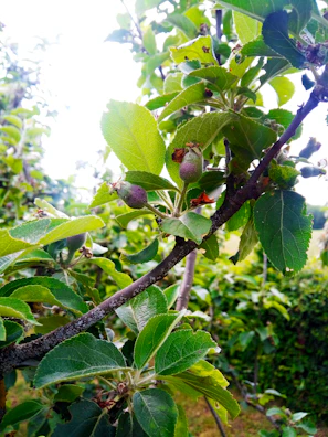 Close-up of a healthy fruit tree with ripe apples, branches carefully pruned.