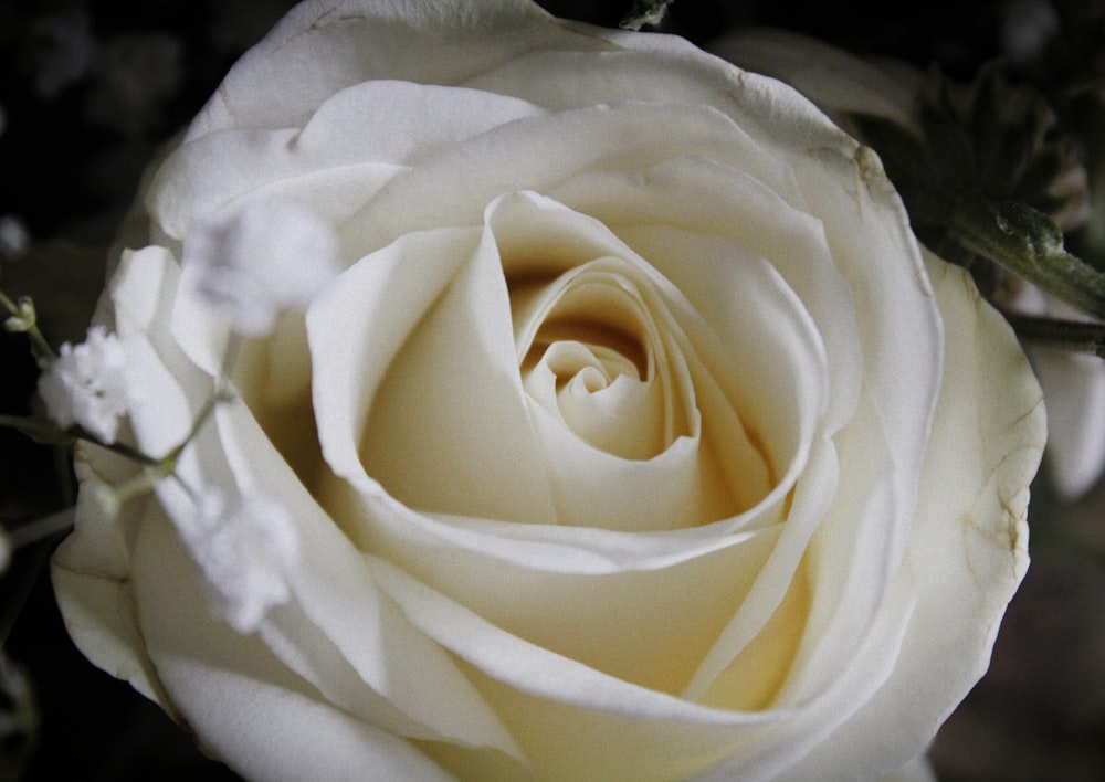 a close up of a white rose flower