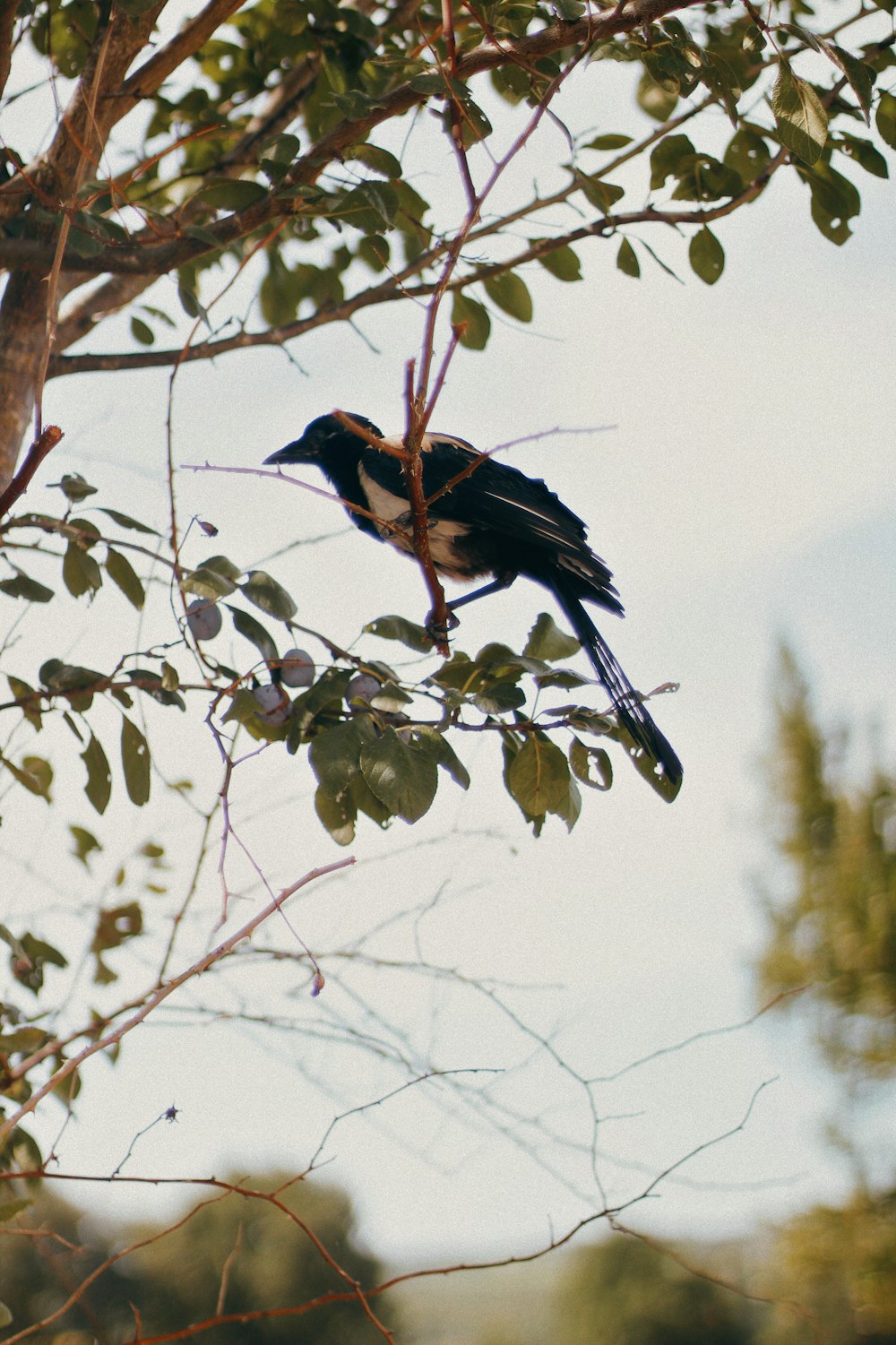 a bird perched on top of a tree branch