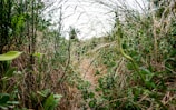 Dense wild vegetation lines a narrow, overgrown path, with tall grasses and leafy plants on either side. The scene suggests an untouched and natural environment.