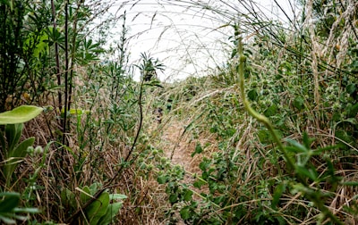 Dense wild vegetation lines a narrow, overgrown path, with tall grasses and leafy plants on either side. The scene suggests an untouched and natural environment.