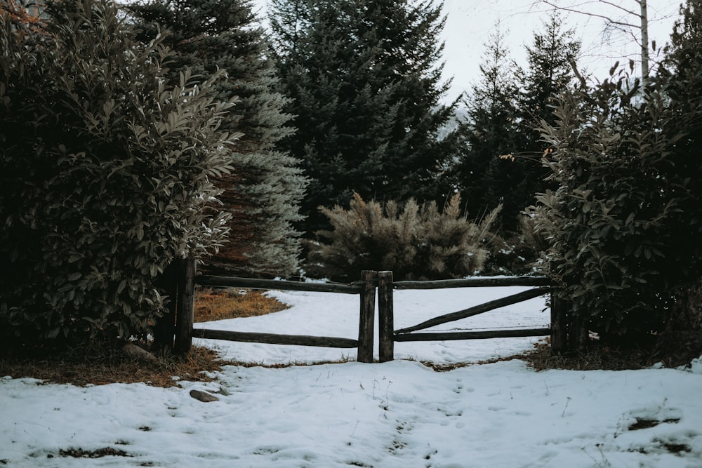 a gate in the snow between two trees