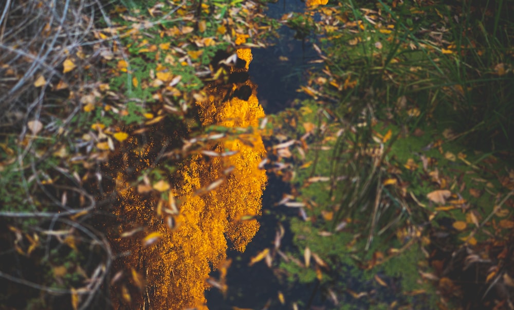 a patch of grass with yellow moss growing on it