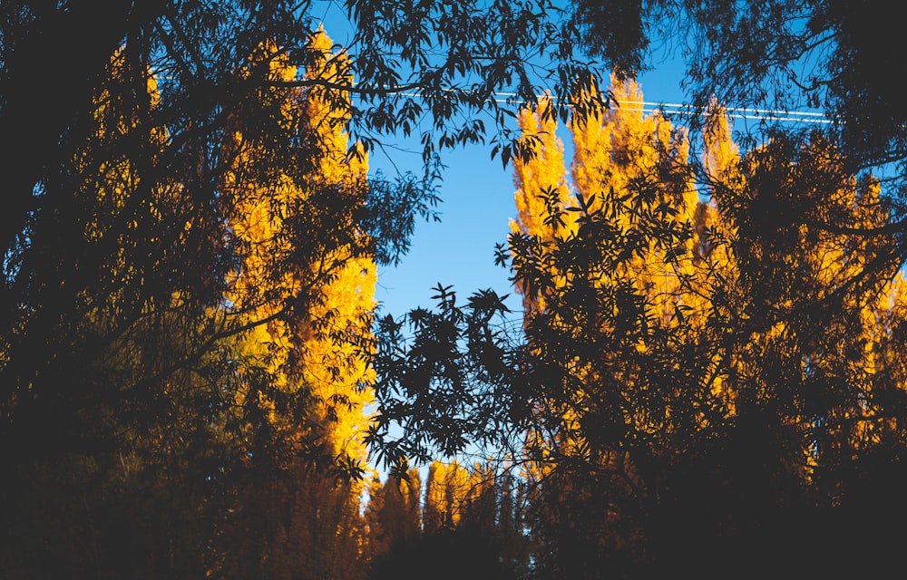 a view of trees with yellow leaves in the background