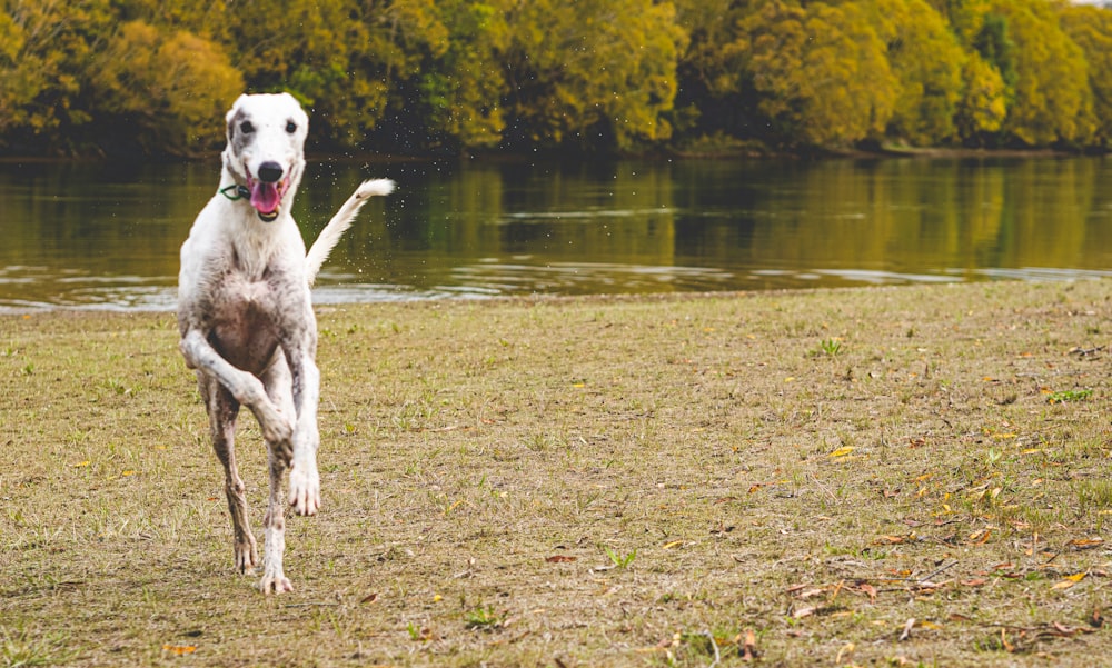 a white dog running across a grass covered field