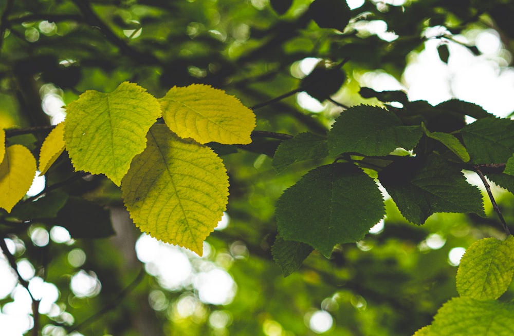 the leaves of a tree are yellow and green