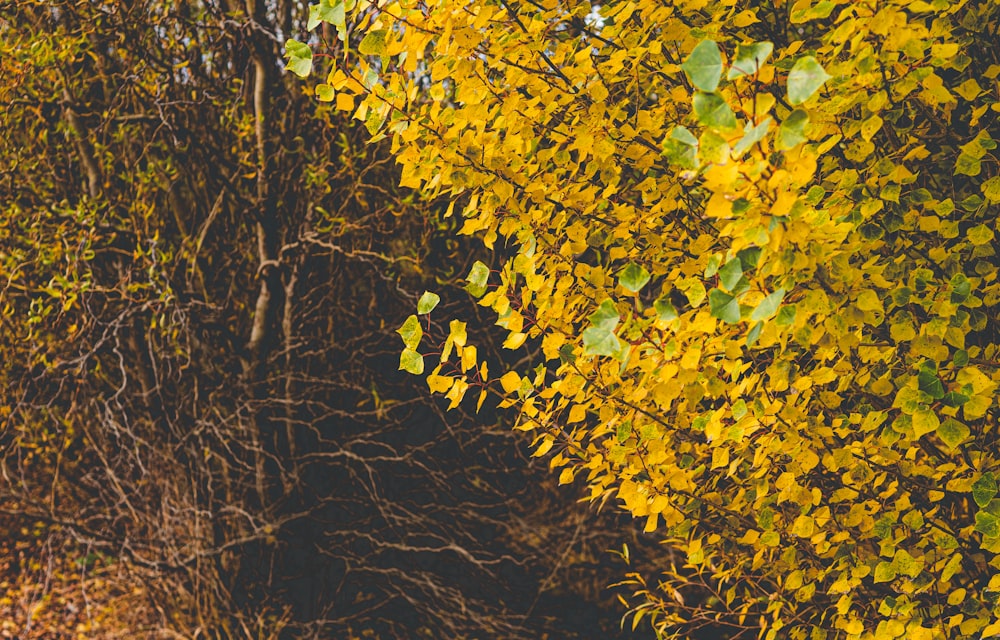 a tree with yellow leaves in the fall