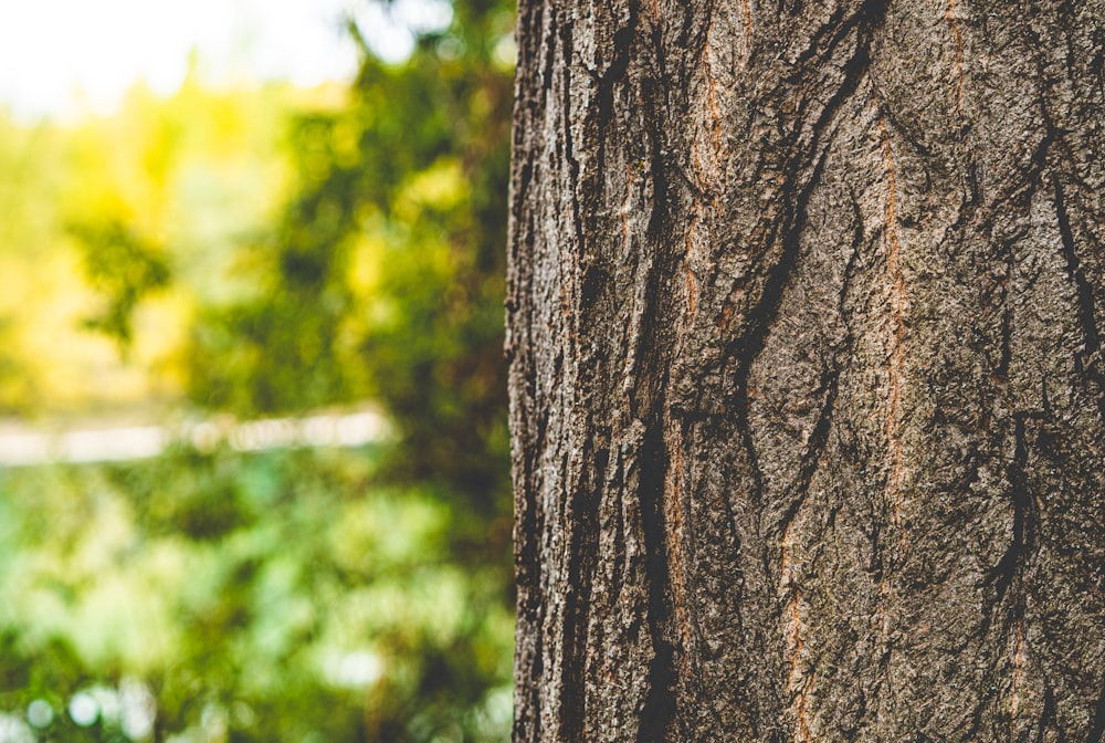 a close up of the bark of a tree