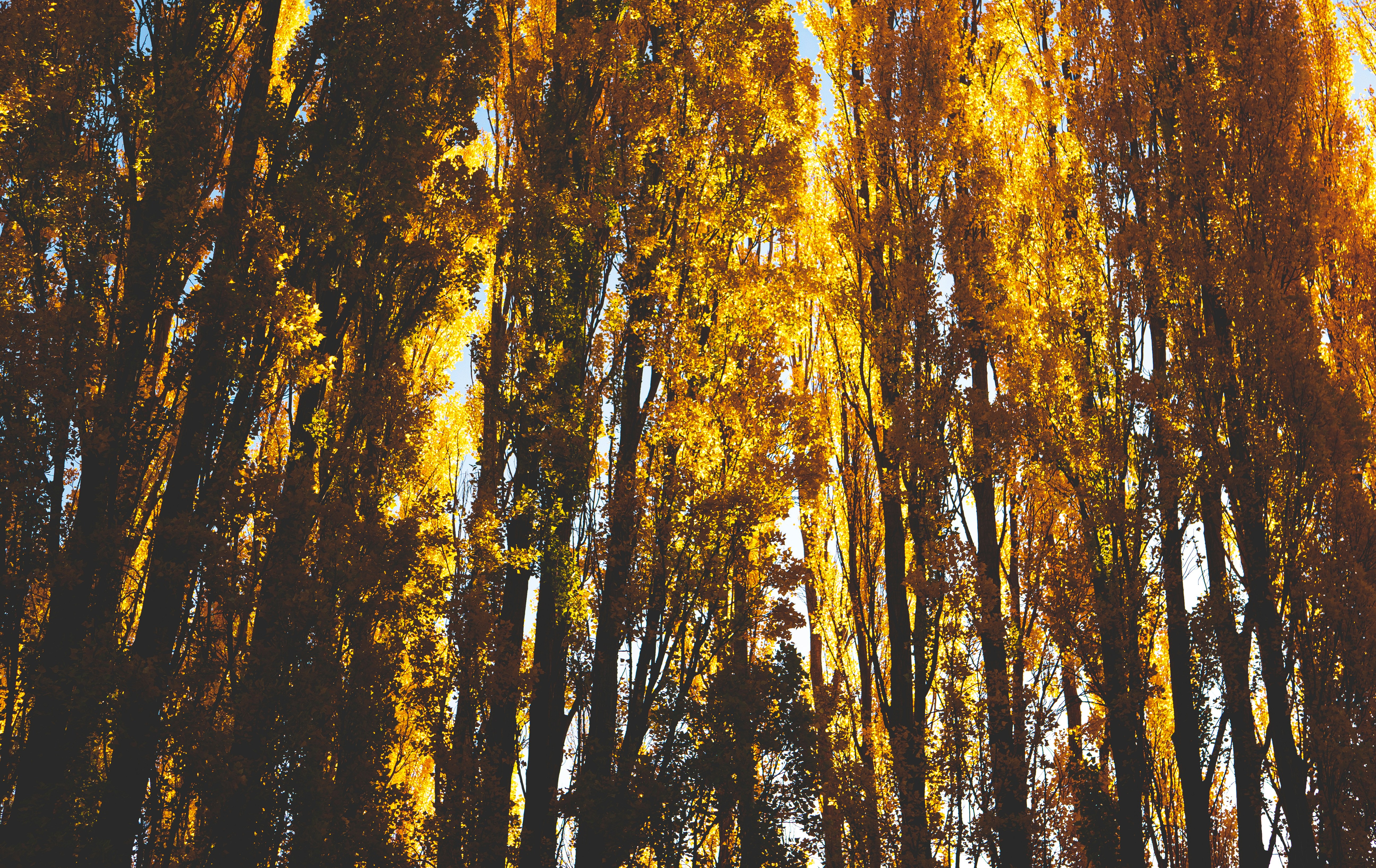 Photo by tototosia