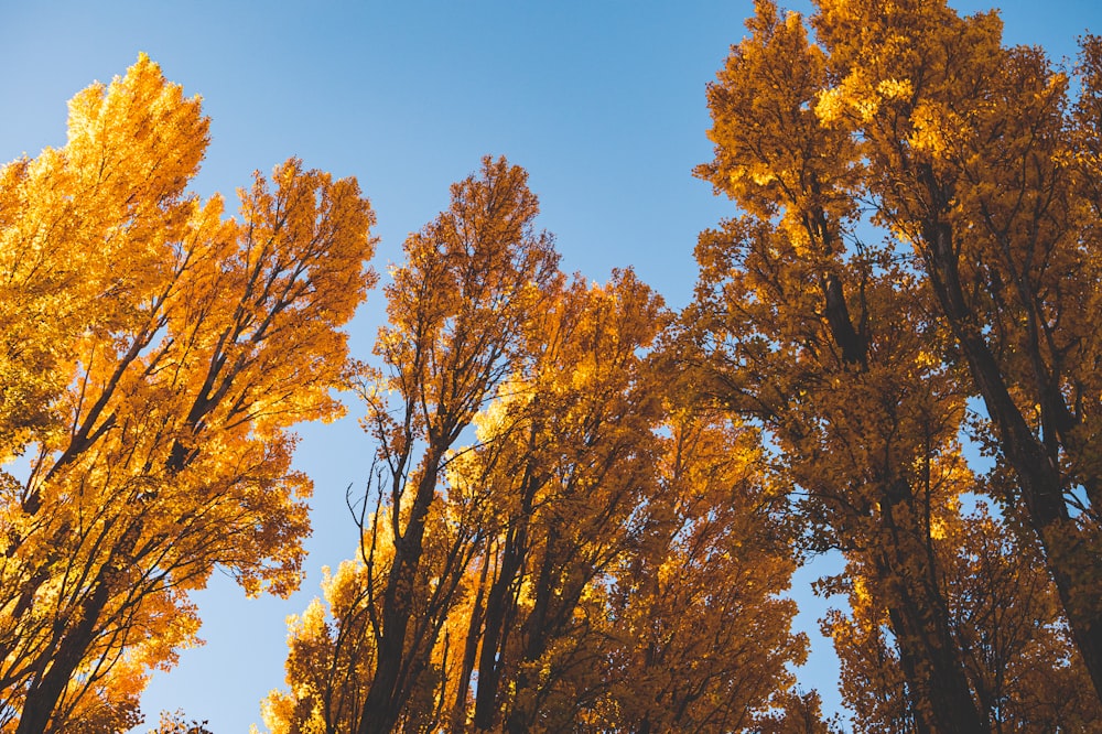 a group of trees with yellow leaves on them