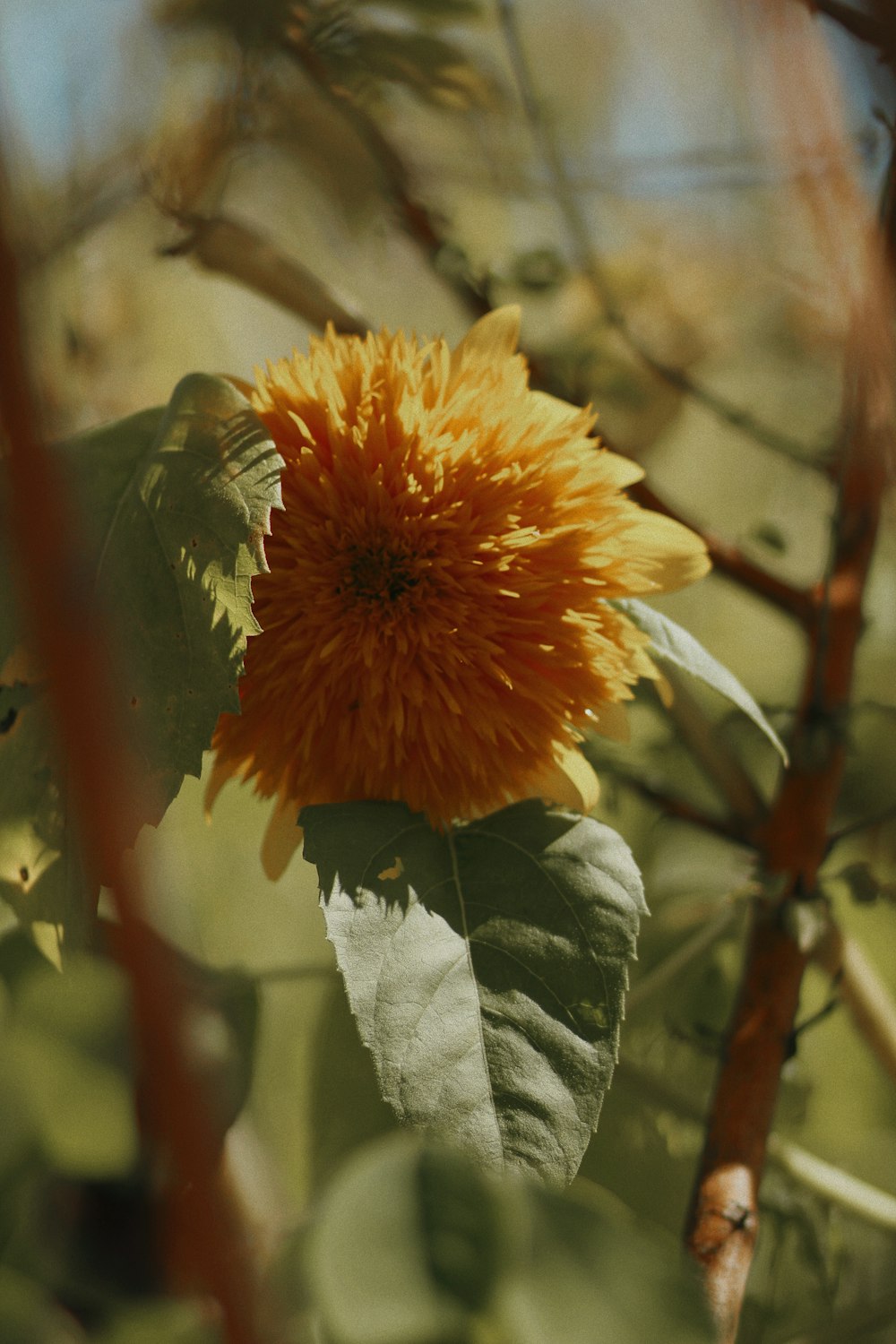 a yellow flower is growing on a tree