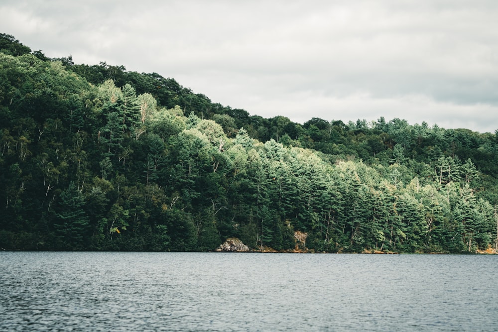 a large body of water surrounded by trees