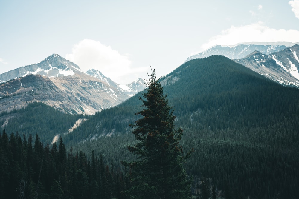 a view of a mountain range with a pine tree in the foreground