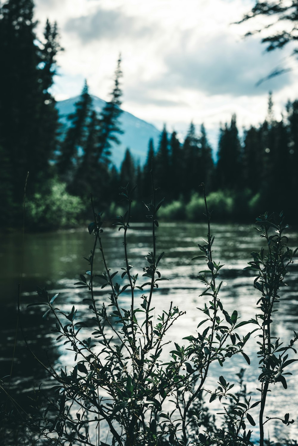 a small tree in front of a body of water