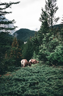 Two animals graze in a dense, mountainous forest landscape. Tall evergreen trees and dense undergrowth surround them, creating a secluded natural setting. Mountains in the background rise underneath a cloudy sky.