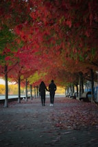 two people walking down a path under a canopy of trees