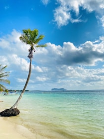 A tropical beach scene with a leaning palm tree in the foreground, clear turquoise water, and a partly cloudy blue sky. In the distance, a cruise ship is visible on the horizon, sailing across the calm ocean.