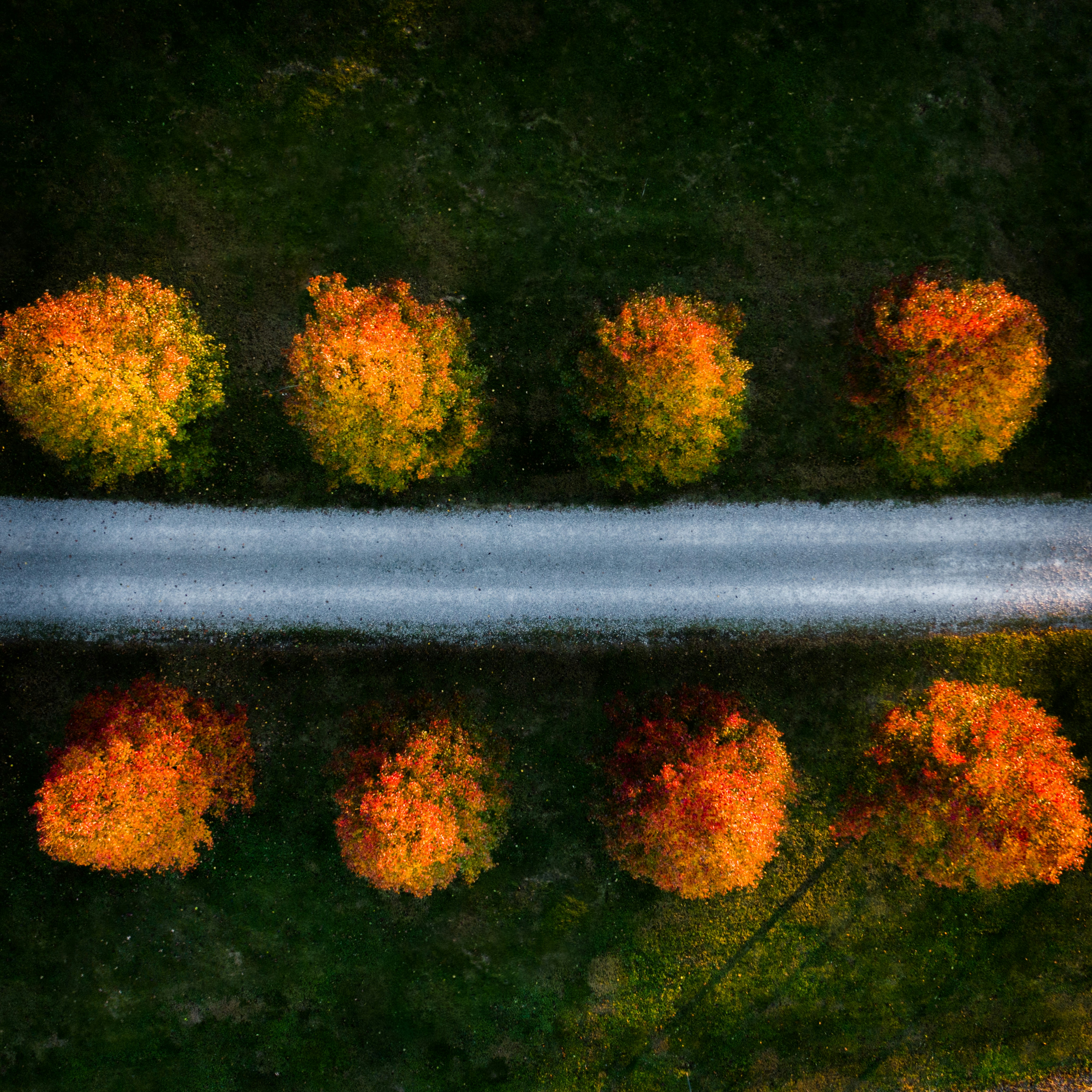 a reflection of trees in a body of water